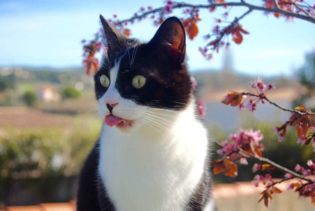 Le Mas Marguerite Arles Luaran gambar