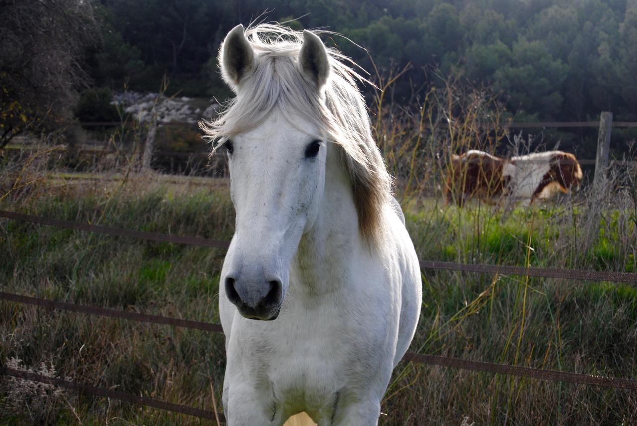 Le Mas Marguerite Arles Luaran gambar