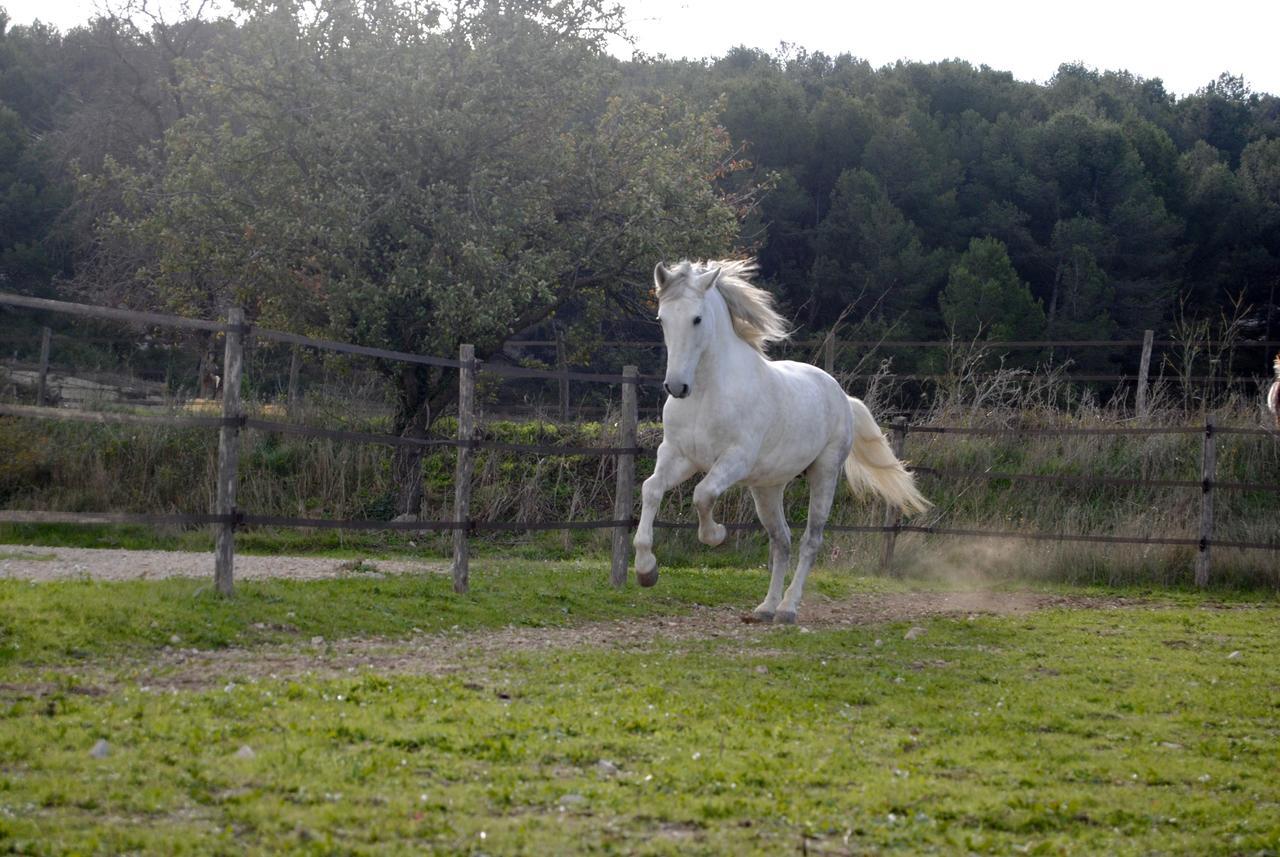 Le Mas Marguerite Arles Luaran gambar